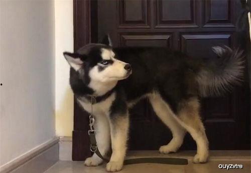 哈士奇小哥吃瓜,萌宠界的欢乐时光 第2张 哈士奇小哥吃瓜,萌宠界的欢乐时光 第2张